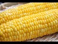 JA北さつま スイートコーン（ゴールドラッシュ）収穫