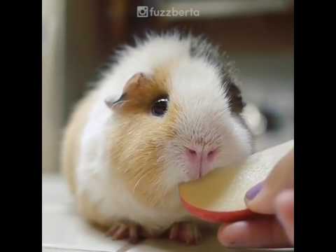 picky guinea pig