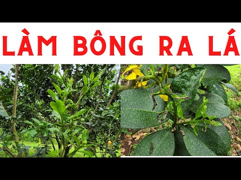 Video Bưởi da xanh làm bông nghịch vụ không hiệu quả: Nguyên... - youtube
