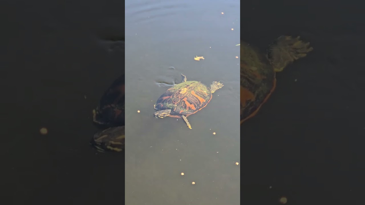 A perfect Florida day at Wellington Lake 🌿Peaceful water, beautiful turtles, and pure gratitude.