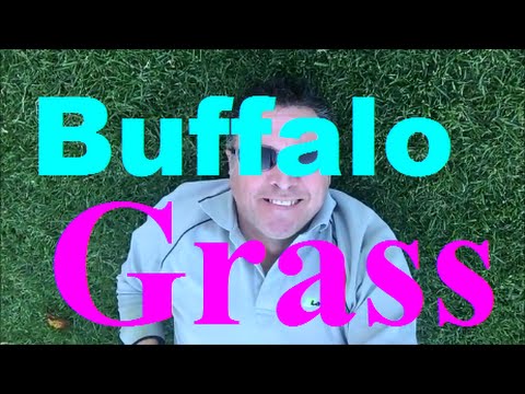 [what-grass-is-that]-[buffalo-grass]-[buffalo-turf]-[st-augustine-grass]-[st-augustine-sod]
