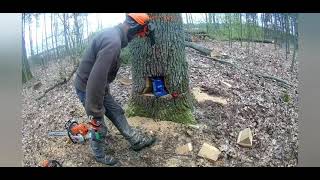 saw cut of a complex tree // Валка дуба домкратом на 50 тонн // Опасное дерево // Stihl ms 660