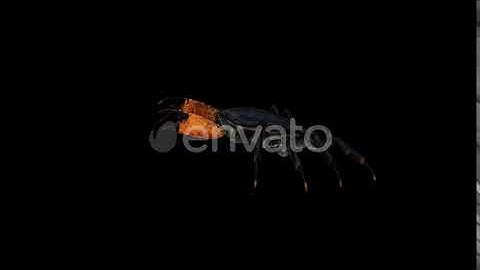 Crab Walk | Motion Graphics - Envato elements