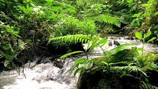Peaceful River Sounds for Deep Sleep in a Mountain Valley – Relax Instantly – Release Stress