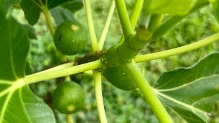 Alma is a Fig Variety that LOVES the Rain