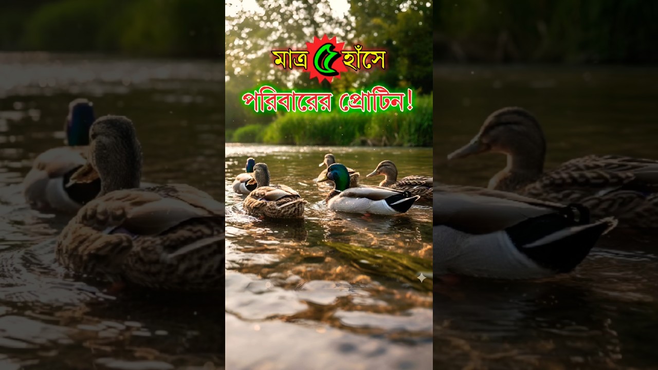 মাত্র ৫টি হাঁসেই পুরো পরিবারের প্রোটিন চাহিদা পূরণ সম্ভব! | Duck Farming Tips 