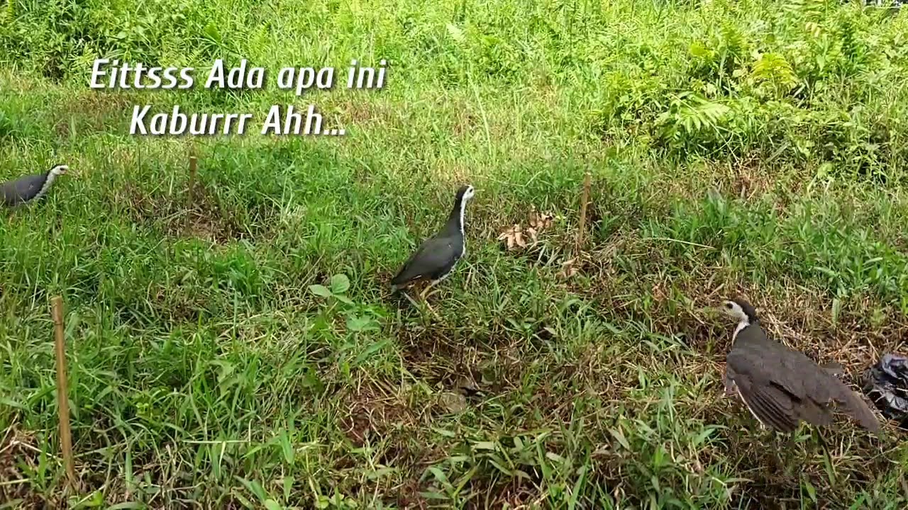 Rawa Rawa Lokasi Pikat Burung Sawah Ruak Ruak Wak Wak Youtube