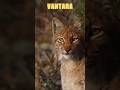 This Animal Clip Feels Cinematic 👀 #vantara #animals #ytshorts #fyp #viral #wildlifeshorts #wildlife