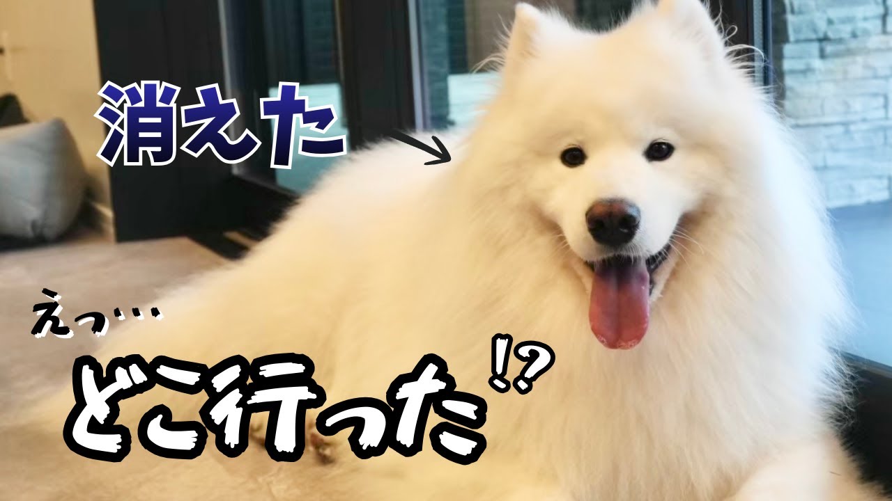 甘えんぼ過ぎるサモエドを残してママパパがお風呂に行ったらこうなりました