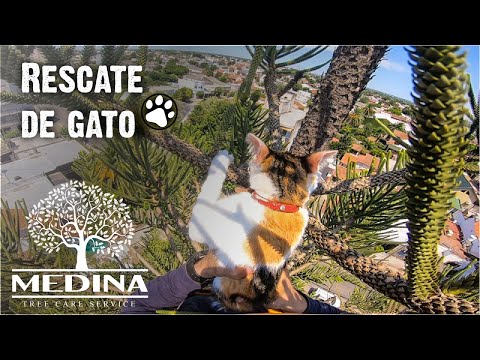 Rescate de gato / cómo bajar un gato del árbol