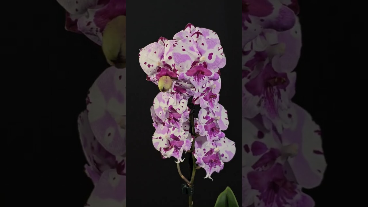 Magic Art (2) зимнее цветение 31.01.2026 