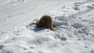 Cute Dog Plays in Snow is the Best Puppy in the Whole World