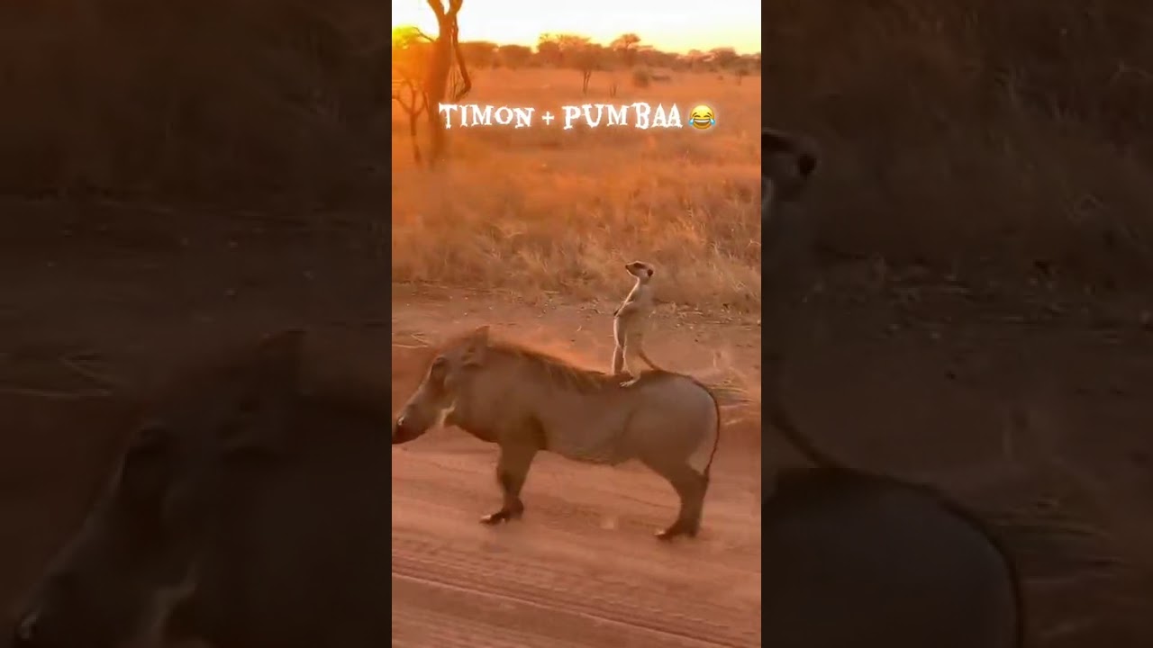 Timon and Pumba in real life