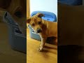 puppy reacting to a new noise!