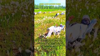 3 Craziest Farming Methods in the USA 😱 | #1 Will Blow Your Mind! #shorts #shortvideo #usa #america