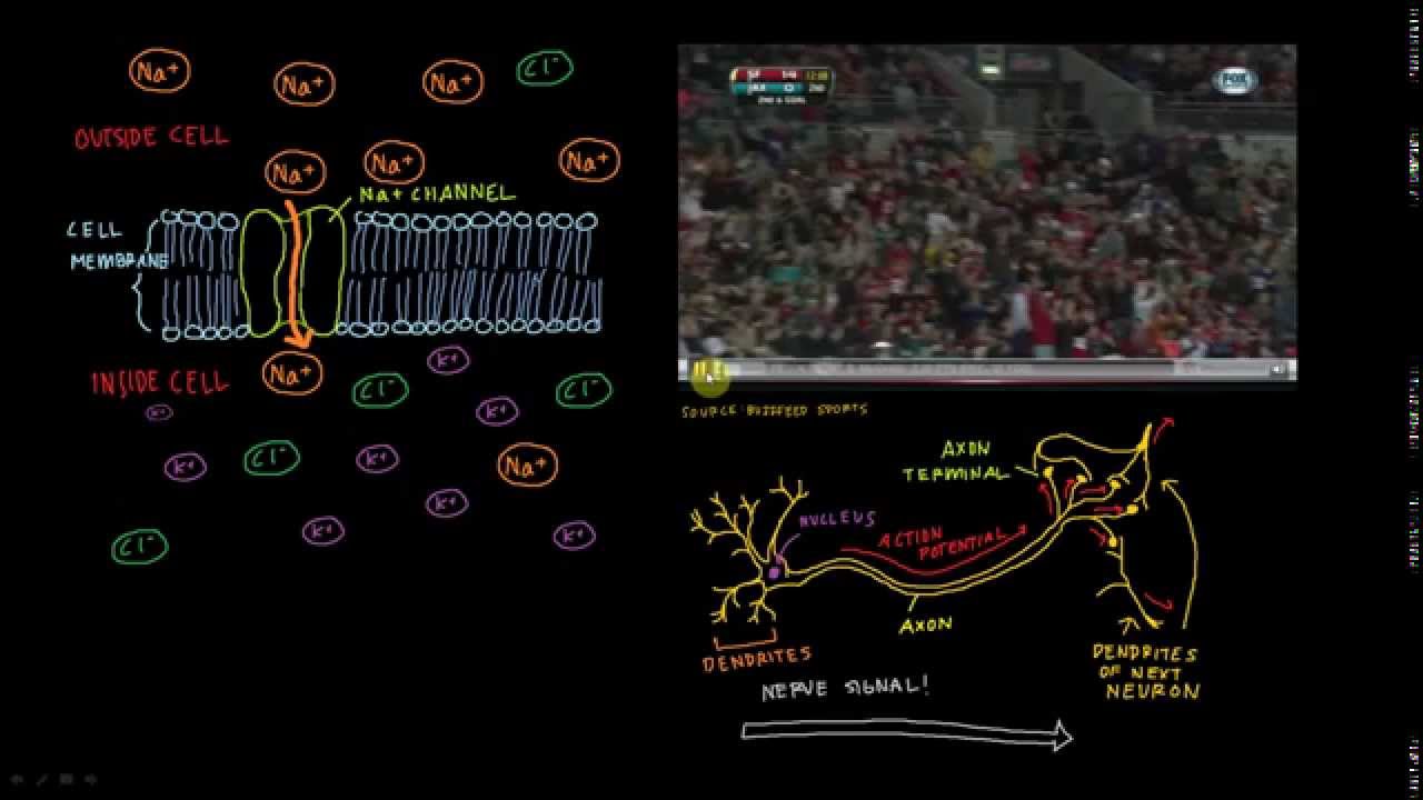 Khan Academy Talent Search - Nerve Conduction and .... Circuits?