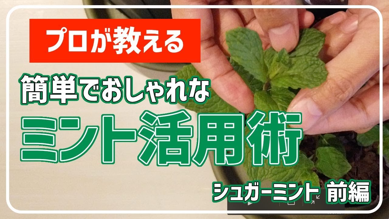 ガーデニング プロが教える おしゃれで簡単なミント活用術 シュガーミント前編 Youtube ガーデニング プロが教える おしゃれで簡単なミント活用術 シュガーミント前編 Youtube