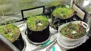 Tropics of Gingasnapz update. Canadian Girl Grower #420  18+ only