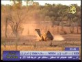 الفيلم الوثائقي عالم استراليا المجهول الغبار ج7.flv