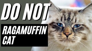 7 Reasons You Should NOT Get A Ragamuffin Cat