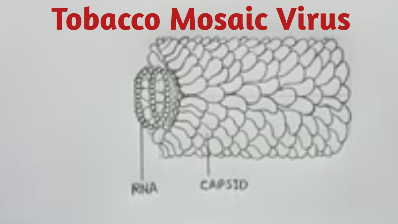 how to draw tobacco mosaic virus How to draw Tobacco Mosaic Virus : TMV Easily step by step || CBSE Biology  diagram