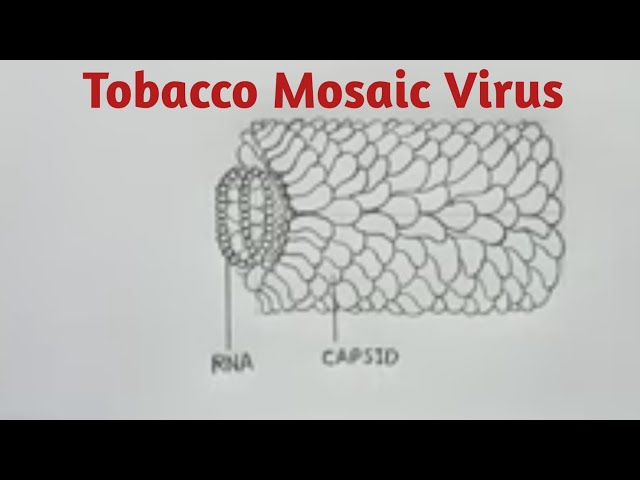 how to draw tobacco mosaic virus TMV Schematic Model Tobacco Mosaic Virus