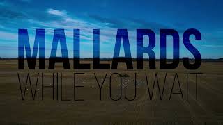 HIGDON OUTDOORS TV - 1004 - TRAILER - "Mallards While You Wait"