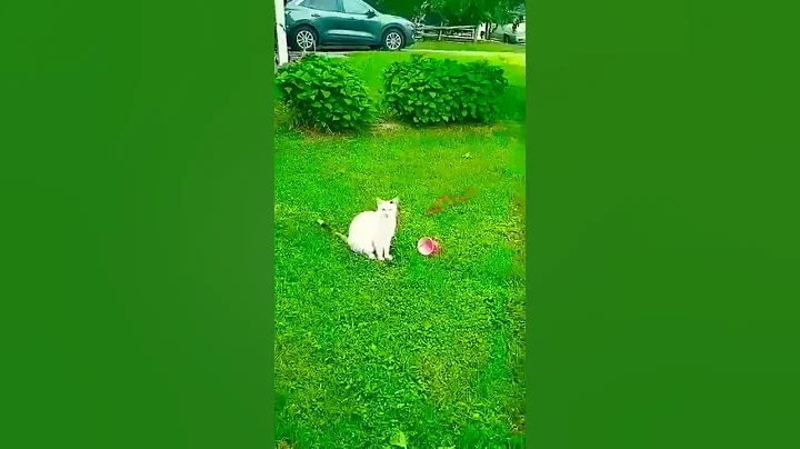 Video 1440821: tabby white norwegian forest, norwegian forest cat meow, russian blue persian cat, cute norwegian forest cat, cute bombay cat, talking