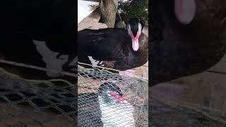  httpsyoutubex8esi4swzuysizrvcgtwdohe3z7g fyp shorts animals simplelife