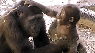 ママと兄の頭を叩いて一番強いと思っている赤ちゃんゴリラキンタロウ【京都市動物園】