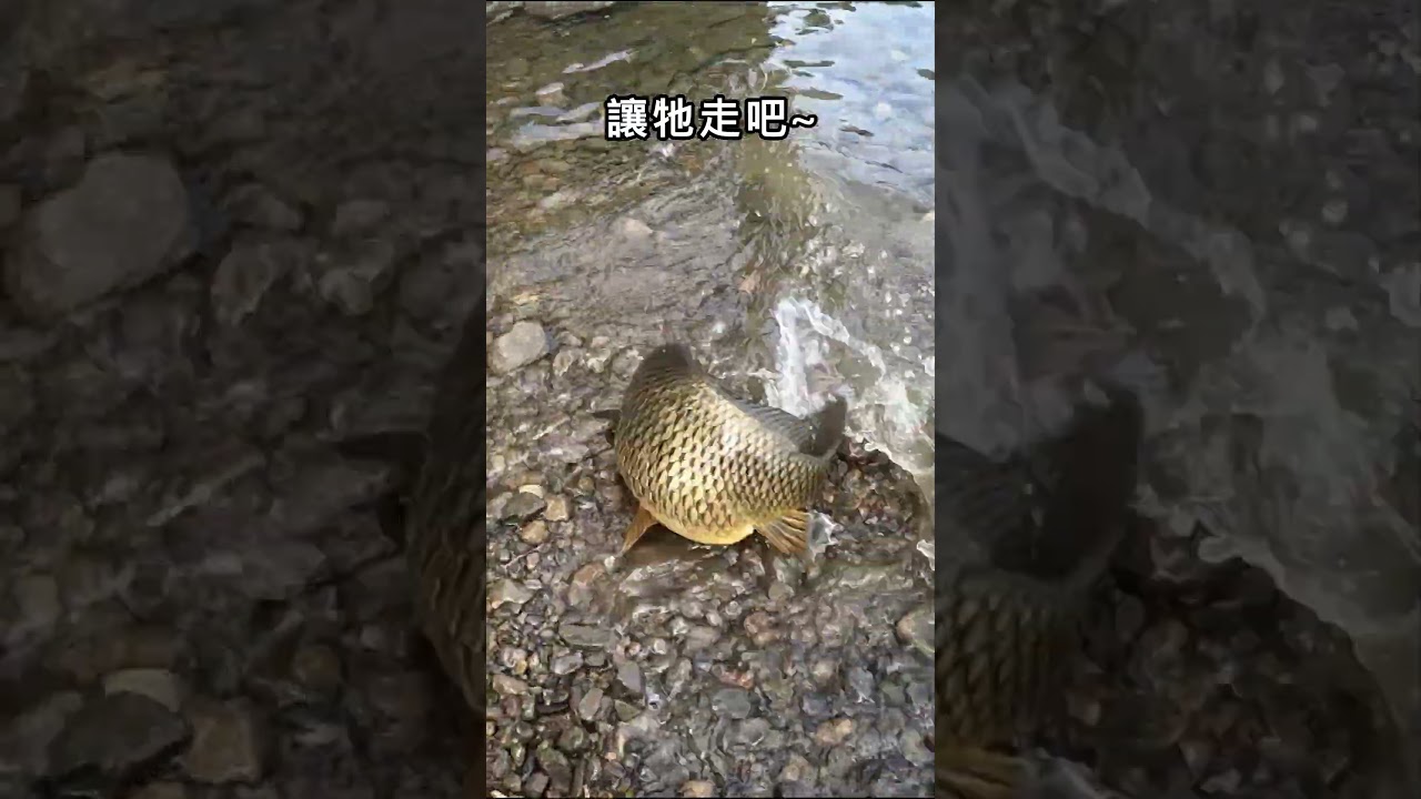 老闆放魚~ #fishing 縮圖