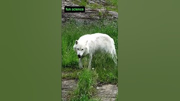Thumbnail of "How Does This Wolf Survive Where No One Else Can?"