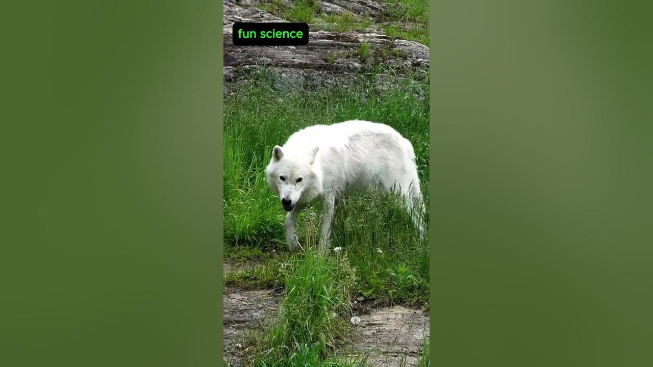 "How Does This Wolf Survive Where No One Else Can?"