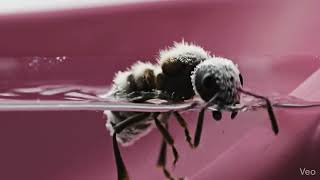 Panda Ant Is Actually A...