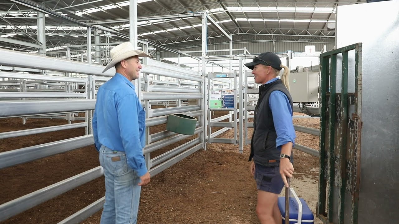 Scone Regional Livestock Selling Centre
