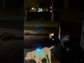 Nighttime Lab Run #dog #pets #labrador #exercise #doglife #country #exercise #pethealth #fetch #drop