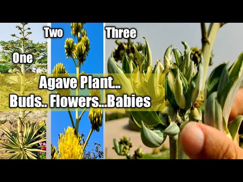 Agave flowering stalk | Agave plant life cycle buds flowers babies after Died complete information