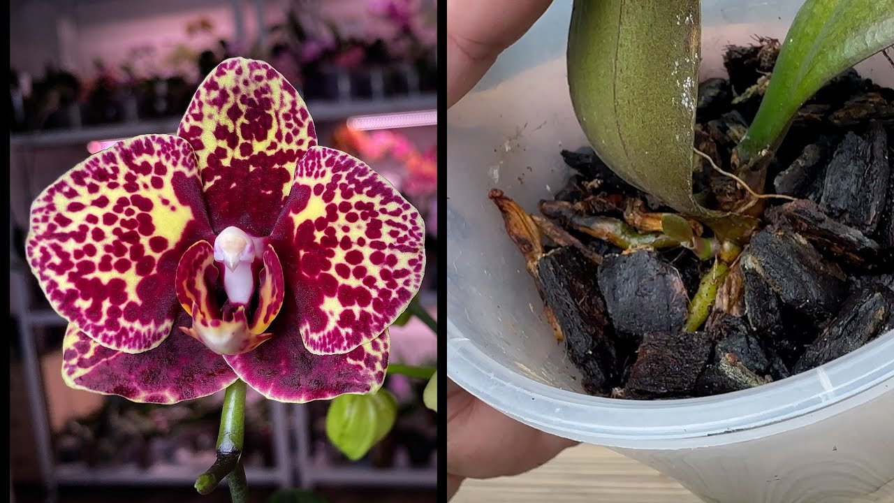 дважды ВЫКИНУТЬ ОРХИДЕЮ хотел и всегда орхидея удивляет // вырастил орхидею из гнилой точки роста