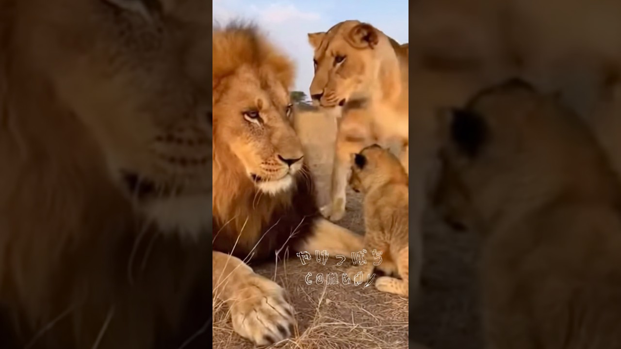 Don't take it out on others] #lion #work #wildanimals #wildlife