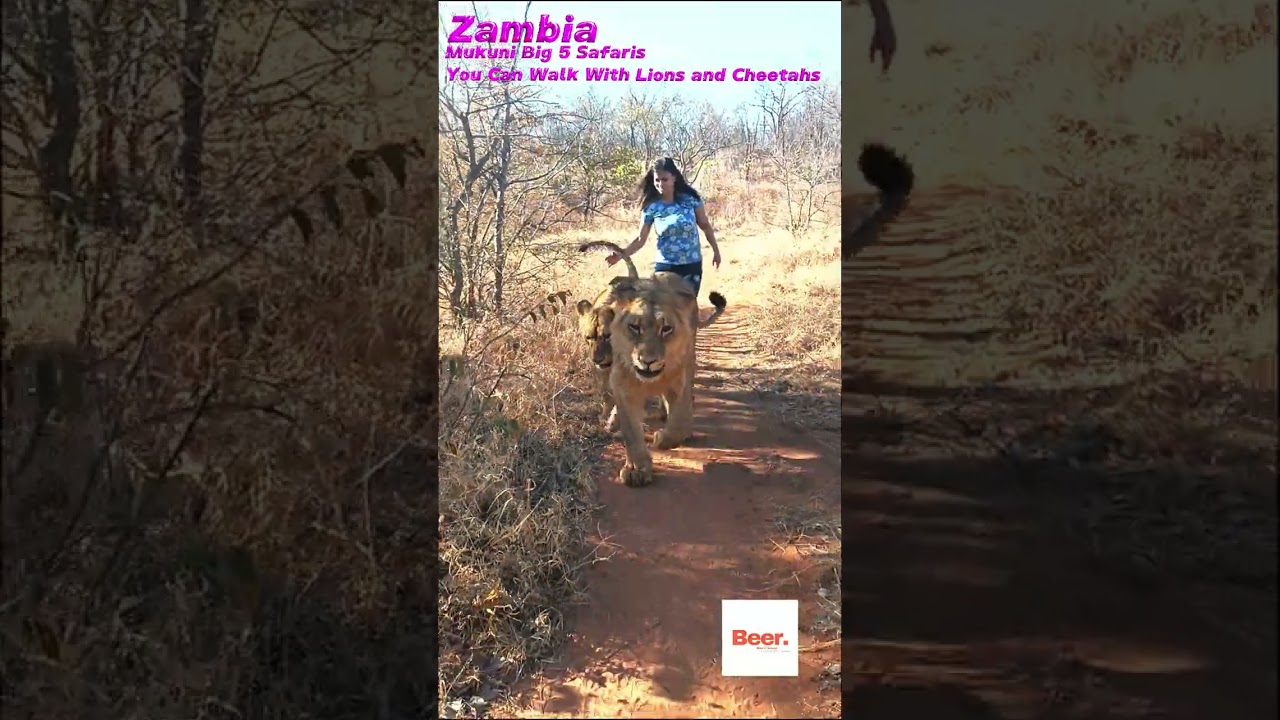 Zambia - Lion Walk at the mukuni big 5 is crazy! 