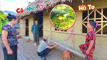 Phát Hiện Cá Koi Con Ở Bể Lớn Nhanh Như Thổi Và Đã Làm Xong Cối Dã Gạo / Quế Nghịch