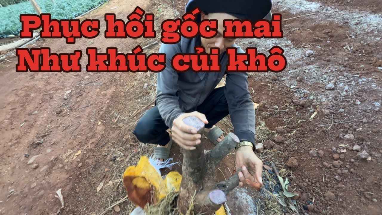 Phục hồi gốc mai vàng,và kích rễ tái tạo bộ rễ cho cây trồng