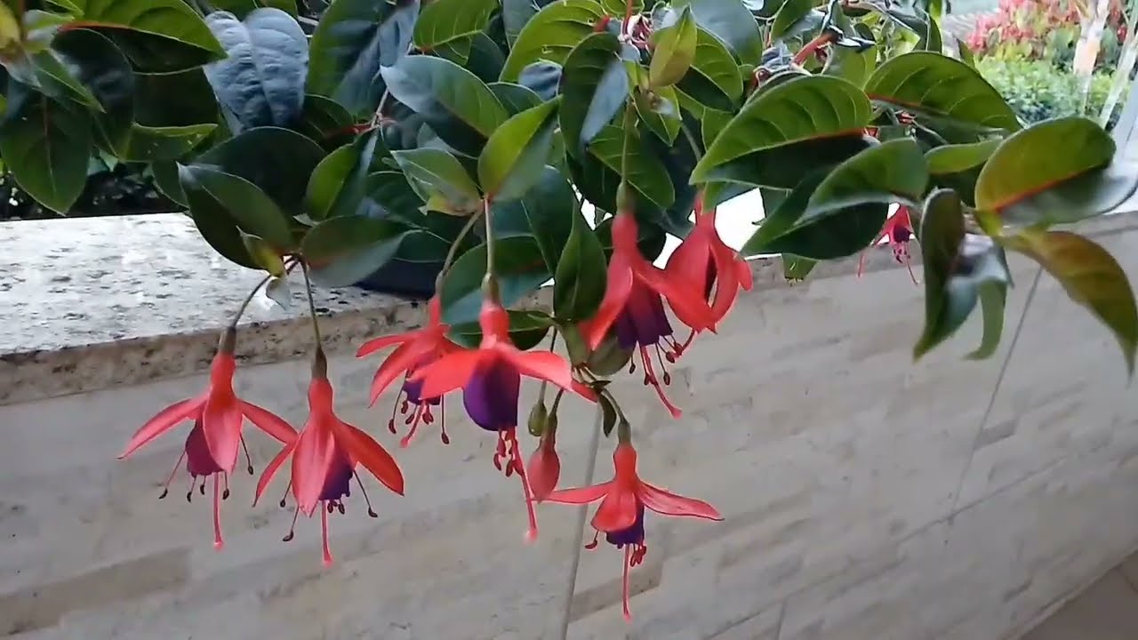 como fazer muda da planta brinco de princesa