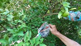 Como tener un árbol de limones rápido.