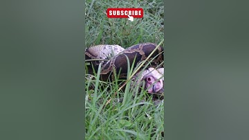 King Cobra Vs Python #snakevideo #snakefight #kingcobra #python