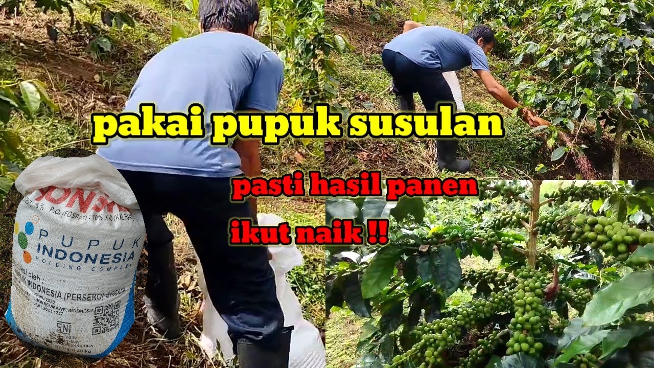 PENTING!! JANGAN TERLAMBAT PUPUK SUSULAN KE 2 AGAR HASIL NYA MAKIN MELIMPAH