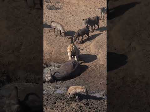 Video: Kā sauc hiēnu grupu?