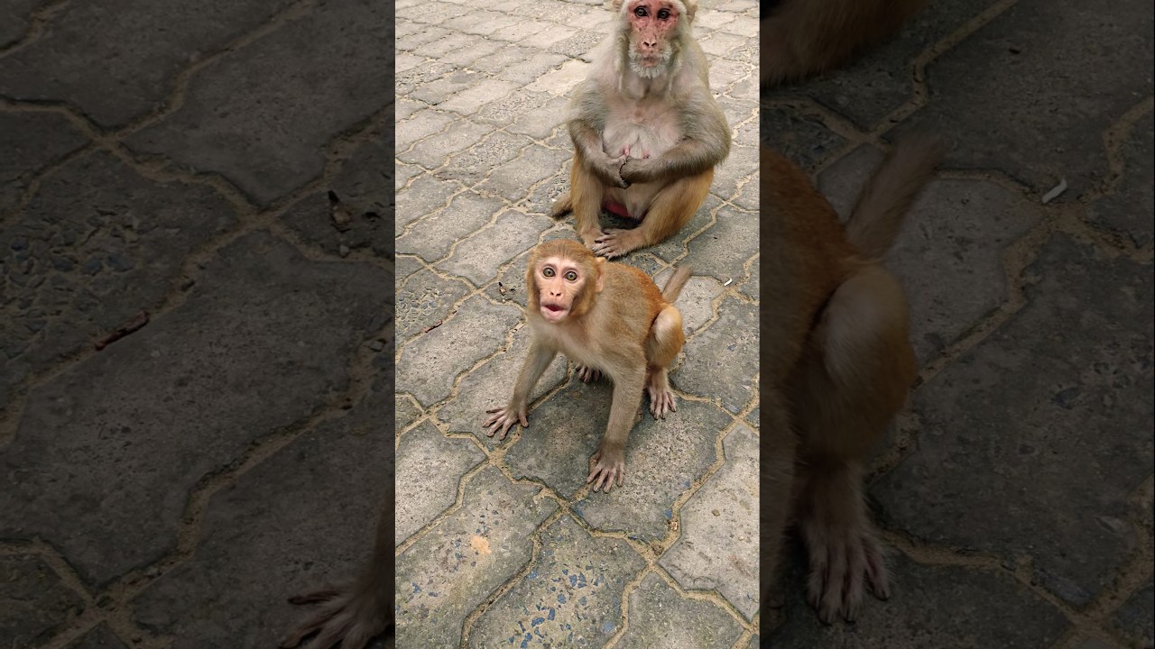 shararti bandar ka baccha 🥰🐒🙏