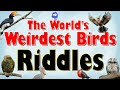 Weirdest Birds Quiz