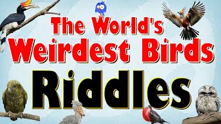 Guess the World’s Weirdest Birds - Quiz for Kids | 15 Strangest Birds – Pictures and Facts screenshot 3